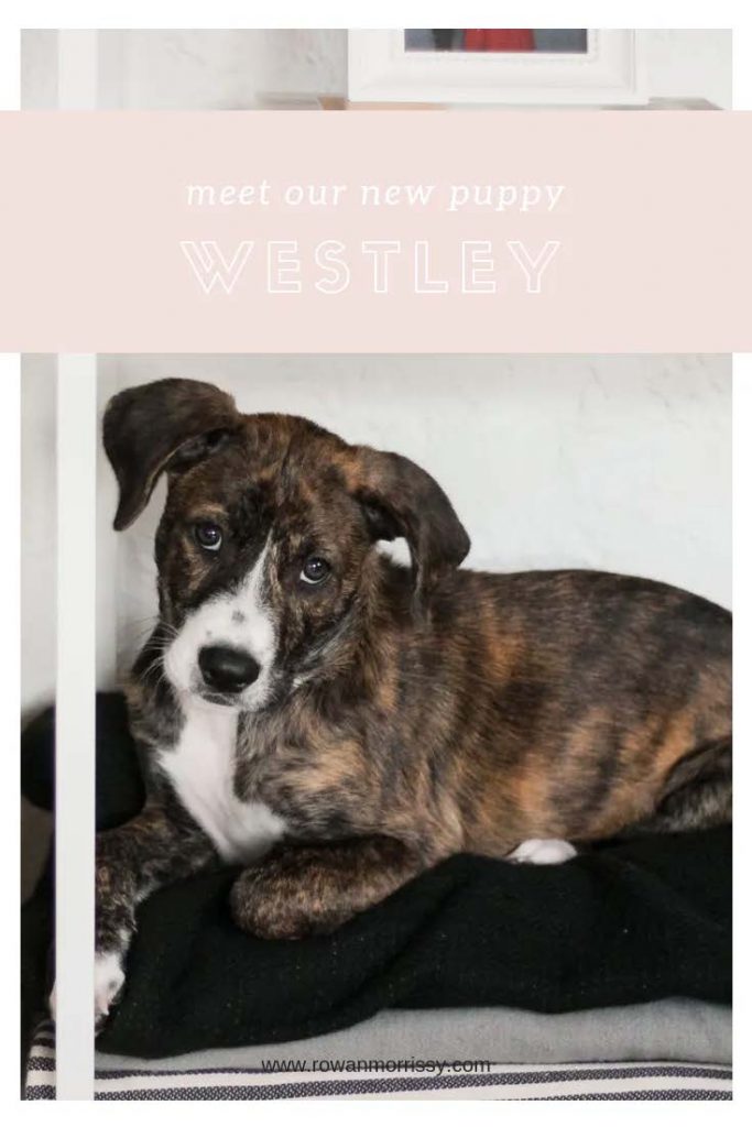Meet Westley